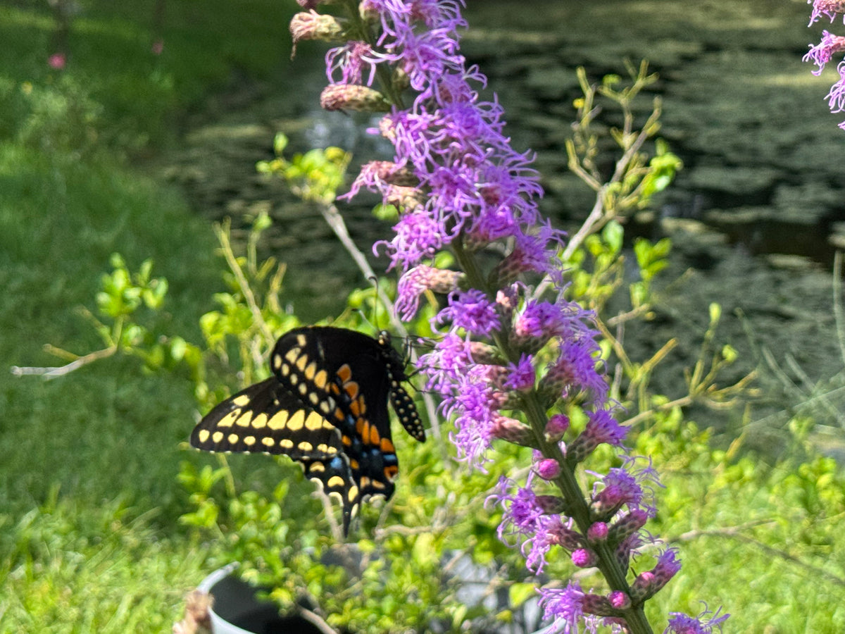 Pollinator Plants