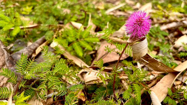 Groundcovers