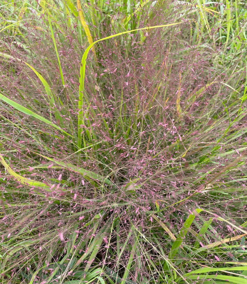 Purple Lovegrass - Eragrostis spectabilis