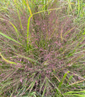 Purple Lovegrass - Eragrostis spectabilis