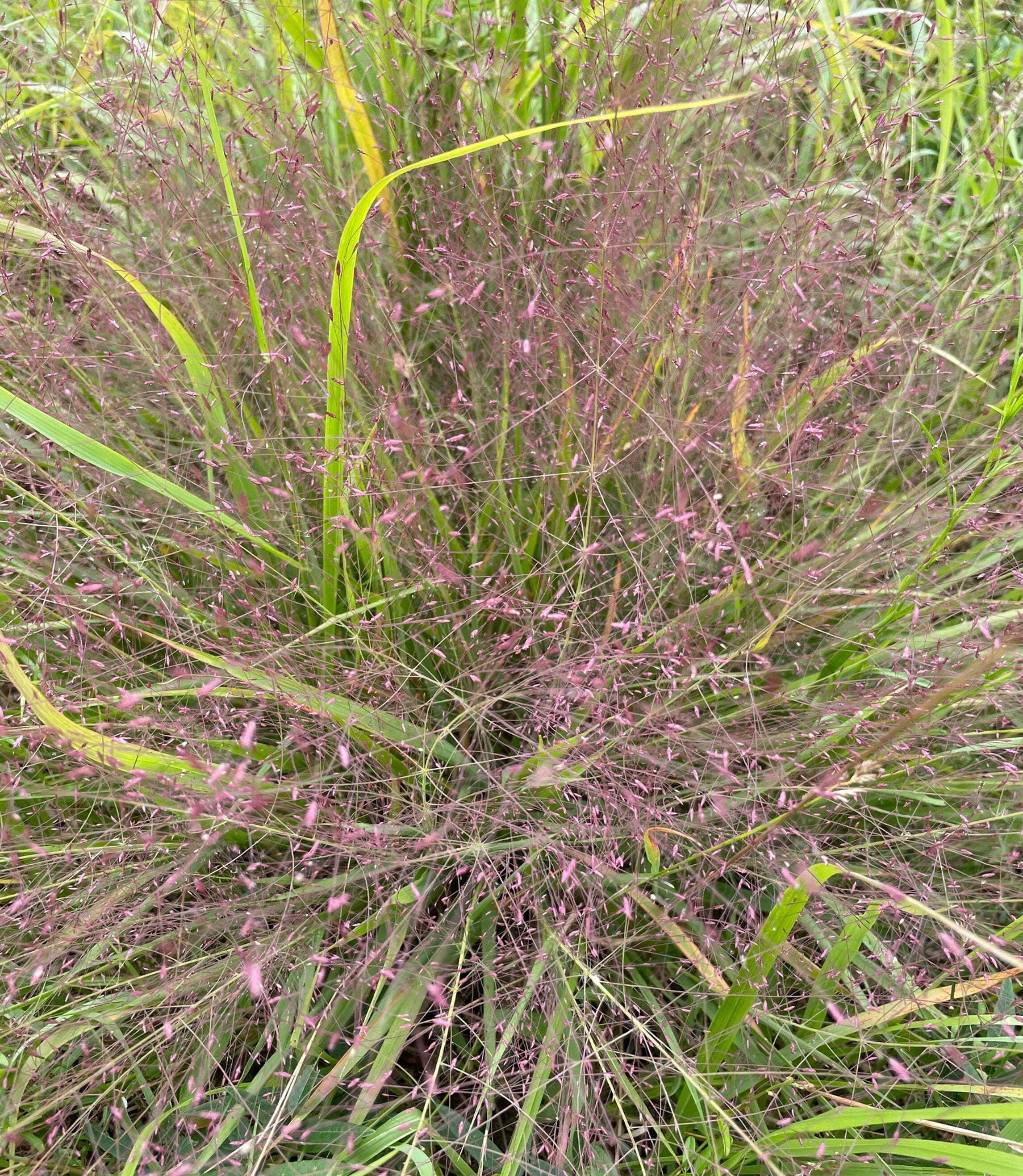 Purple Lovegrass - Eragrostis spectabilis