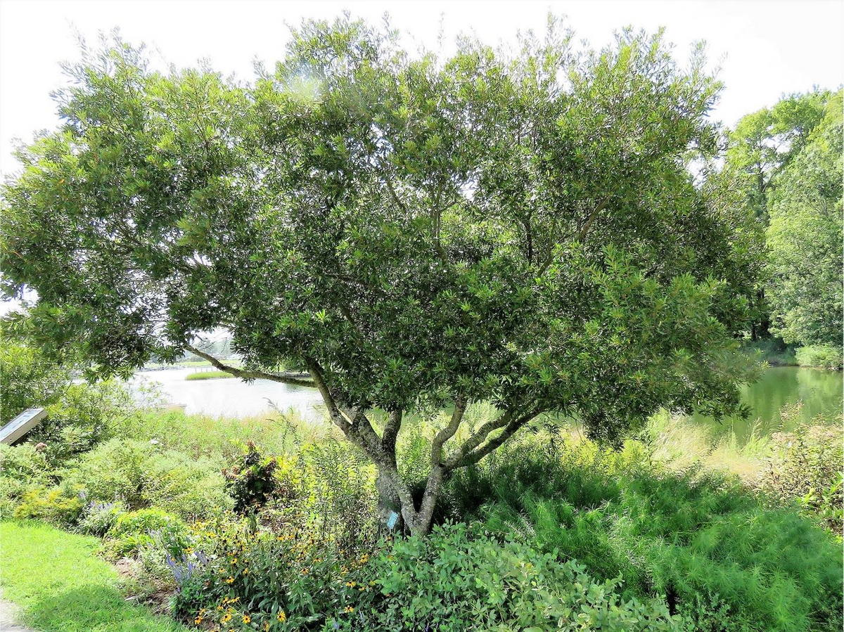 Wax Myrtle - Morella cerifera