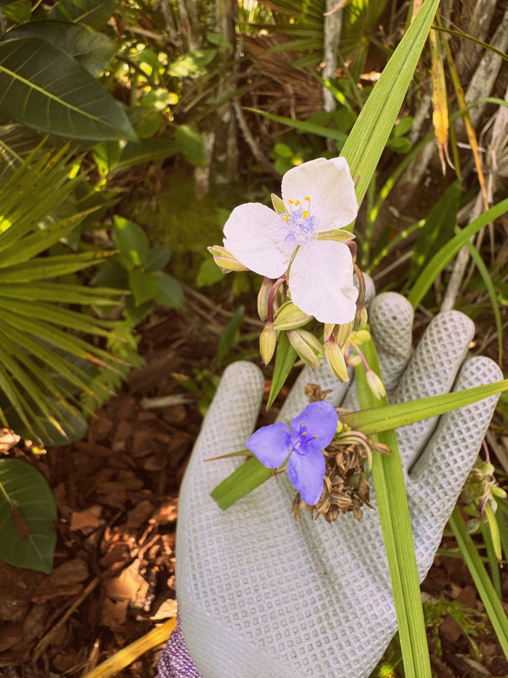 Ohio Spiderwort - Tradescantia ohiensis