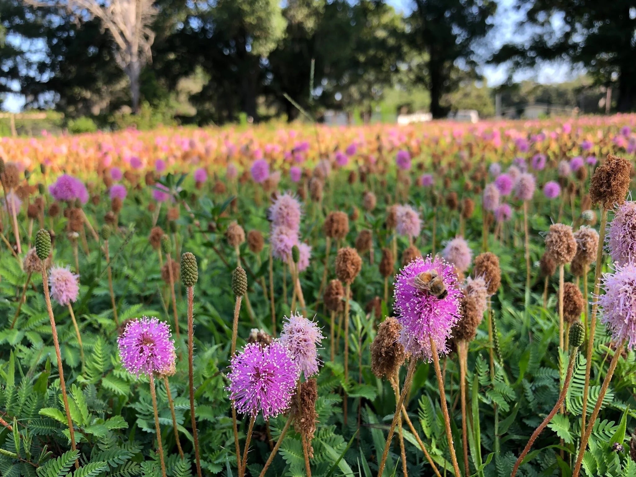 Sunshine Mimosa - Mimosa strigillosa