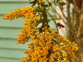 Seaside Goldenrod - Solidago sempervirens
