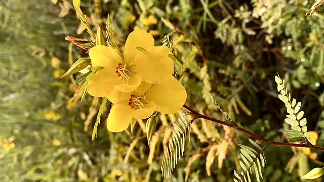 Partridge Pea - Chamaecrista fasciculata