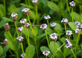 Frogfruit - Phyla nodiflora