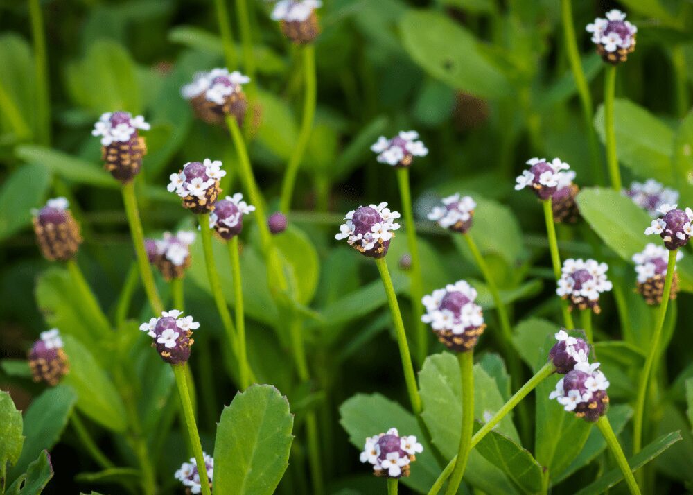 Frogfruit - Phyla nodiflora