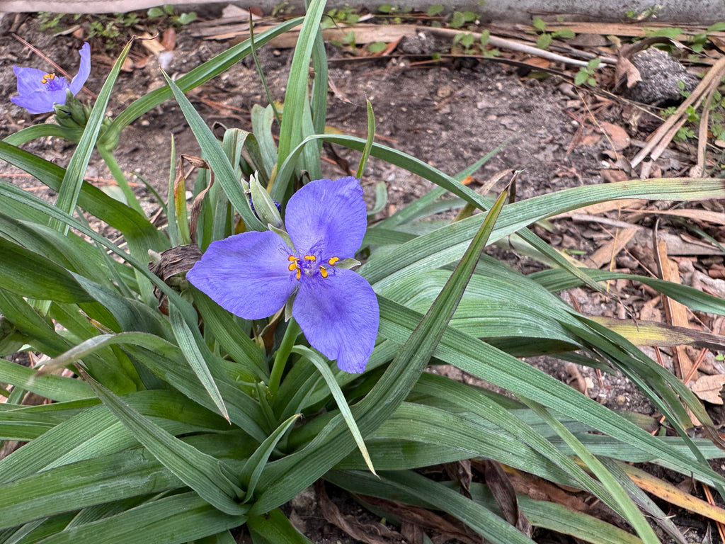 Ohio Spiderwort - Tradescantia ohiensis