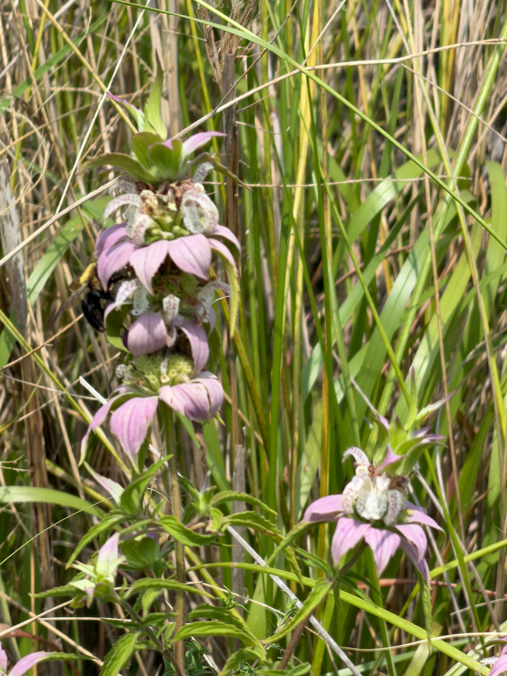 Spotted Beebalm -  Monarda punctata