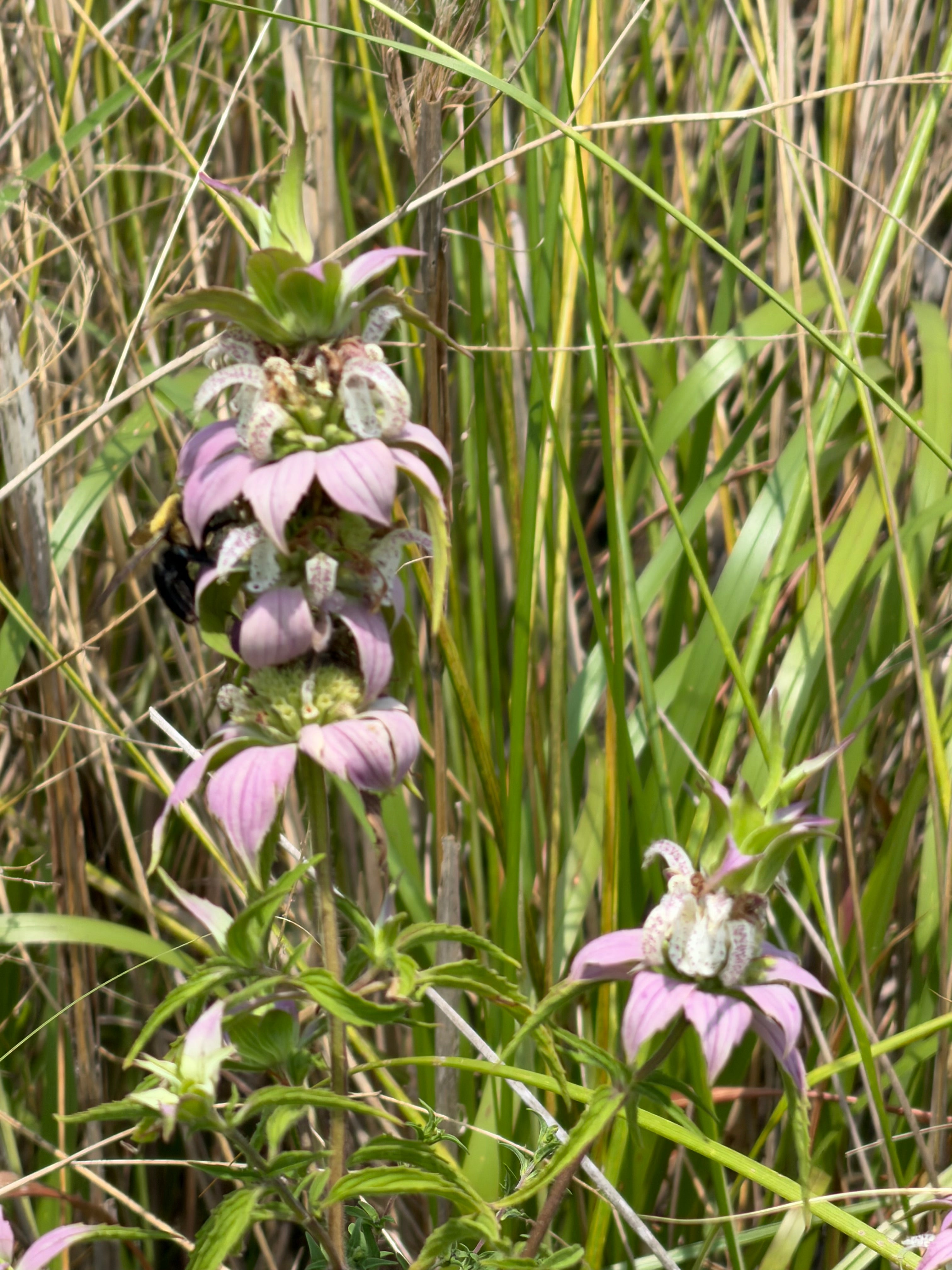 Spotted Beebalm -  Monarda punctata