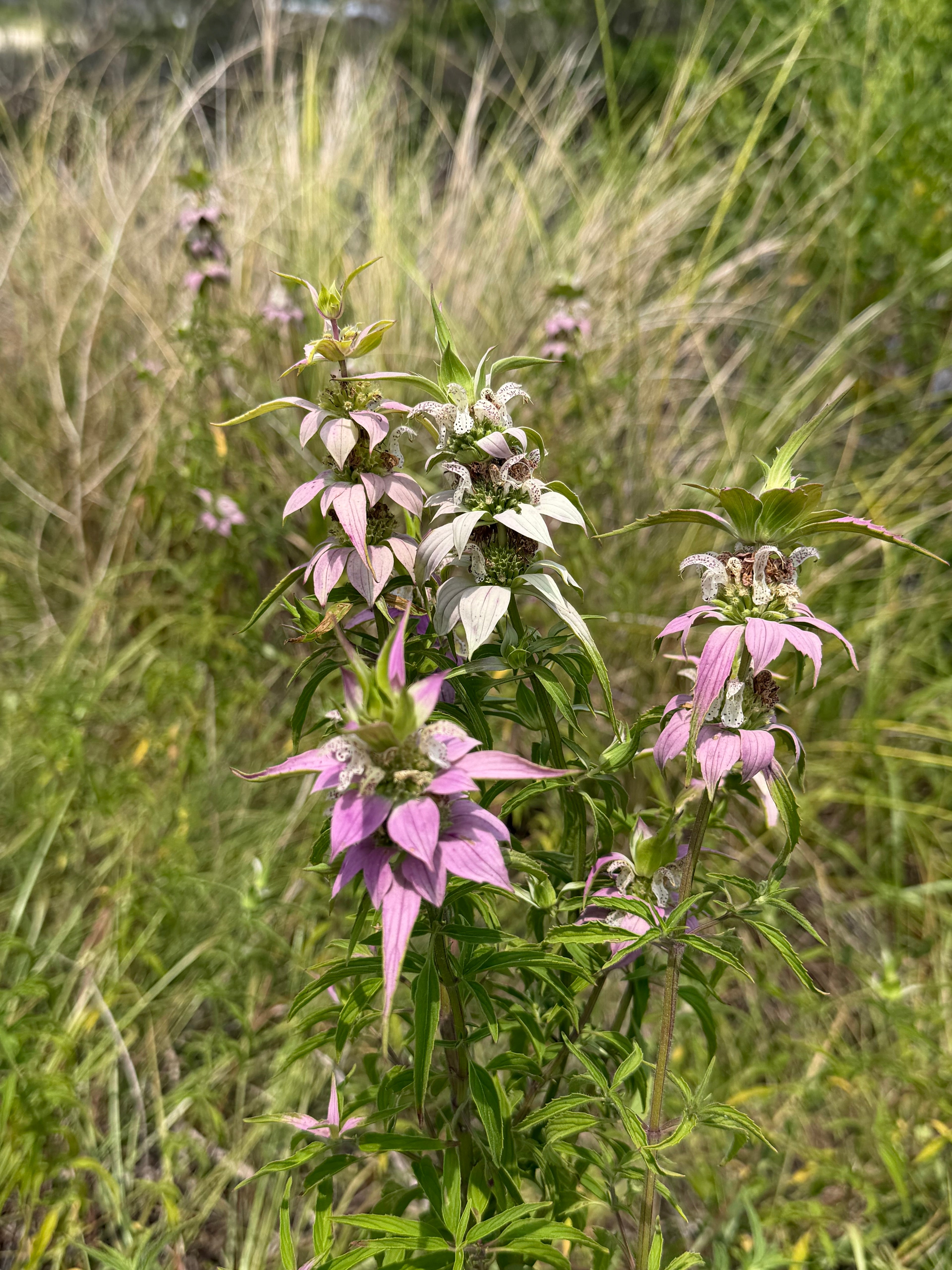 Spotted Beebalm -  Monarda punctata