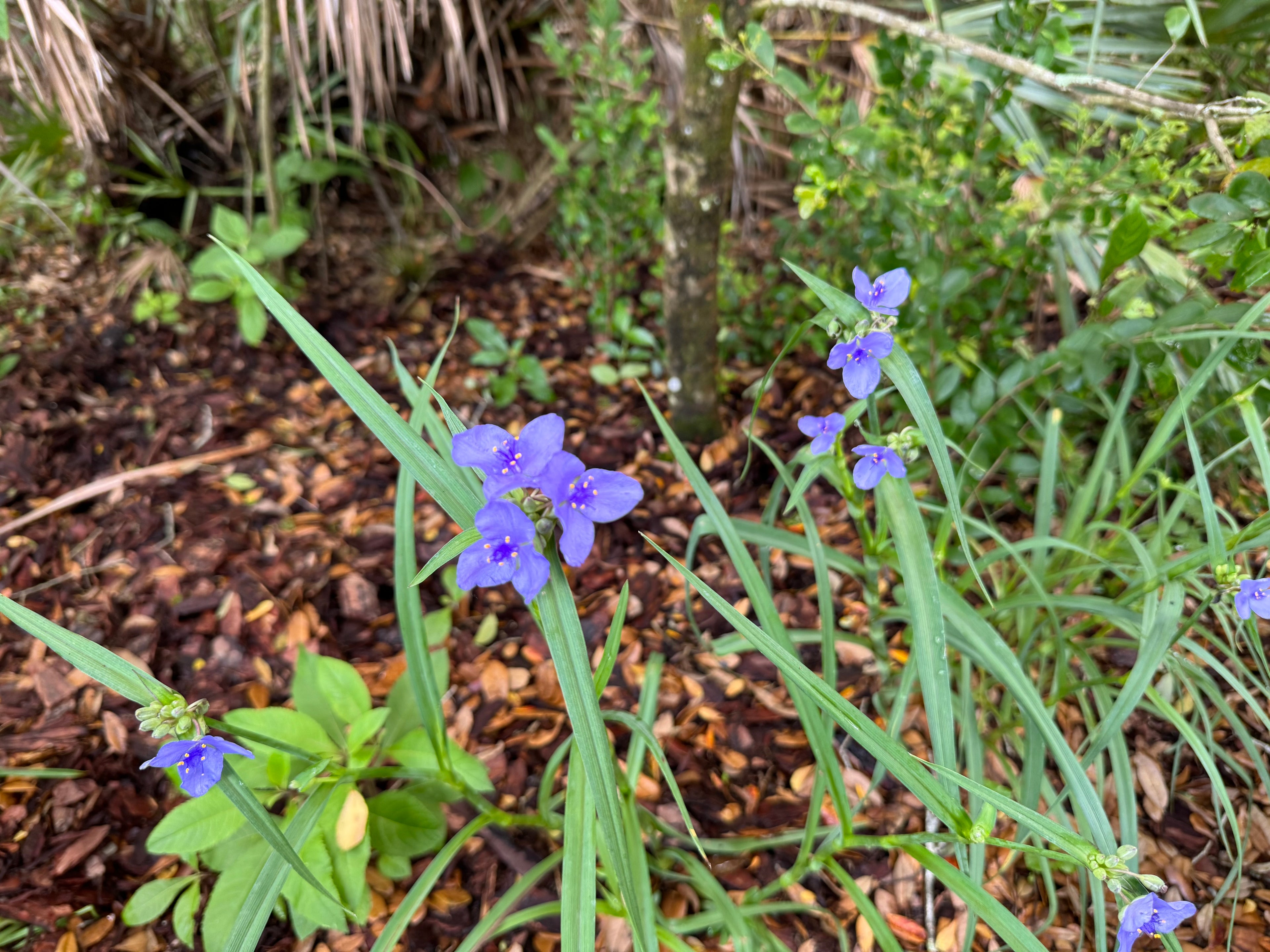 Ohio Spiderwort - Tradescantia ohiensis