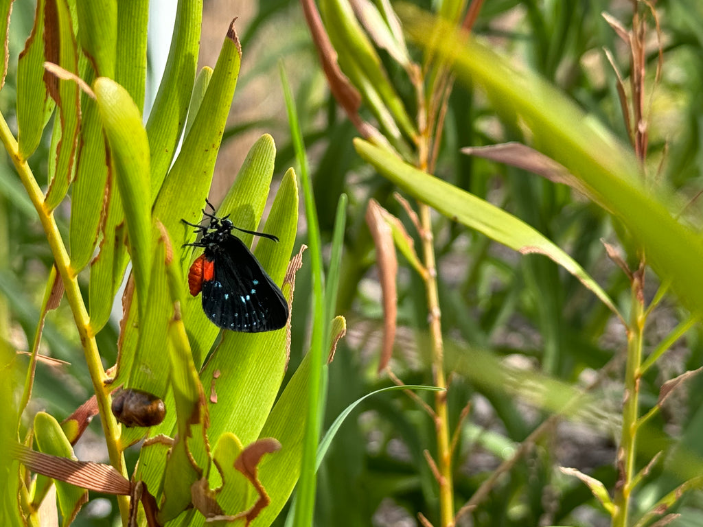 Coontie - Zamia integrifolia
