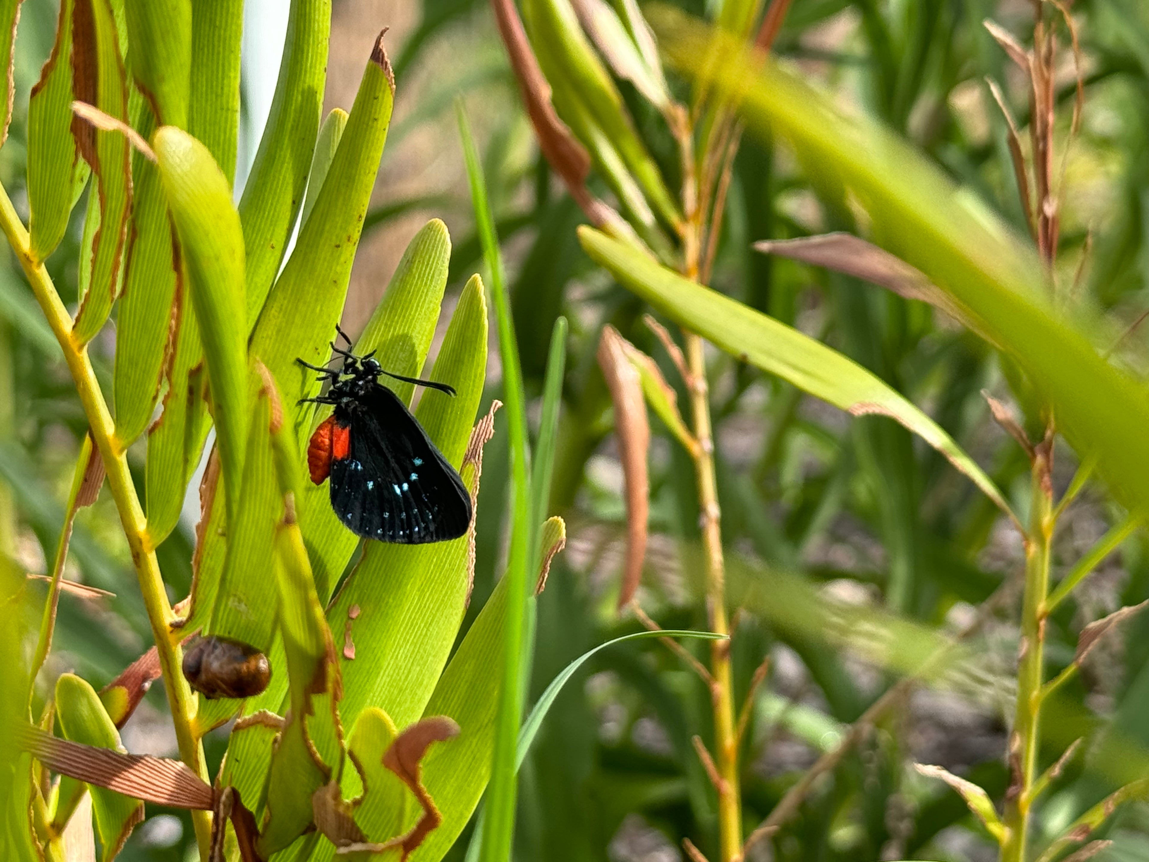 Coontie - Zamia integrifolia