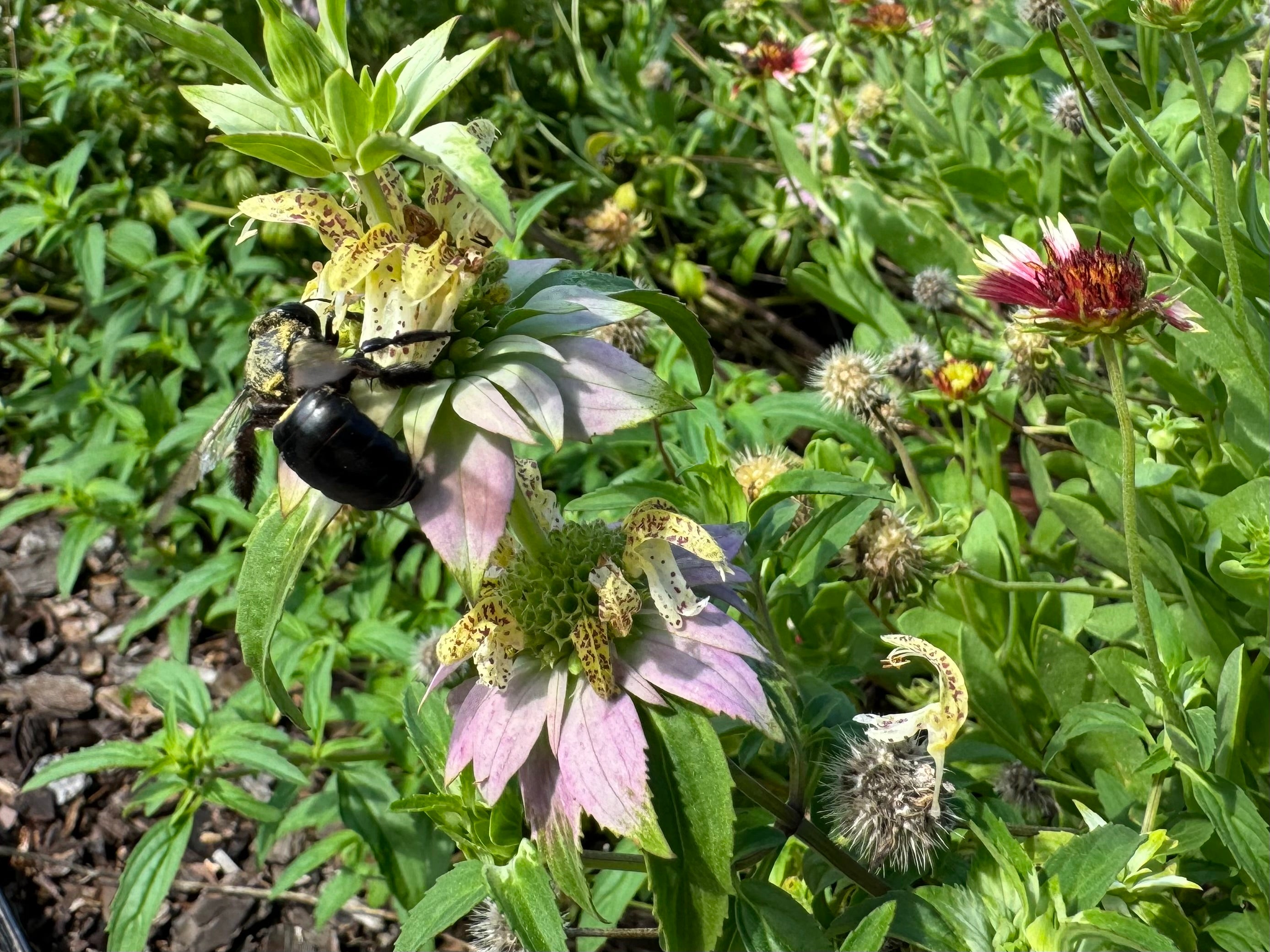 Spotted Beebalm -  Monarda punctata