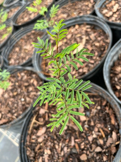 Sweet Acacia - Vachellia farnesiana