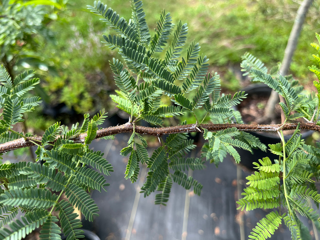 Sweet Acacia - Vachellia farnesiana