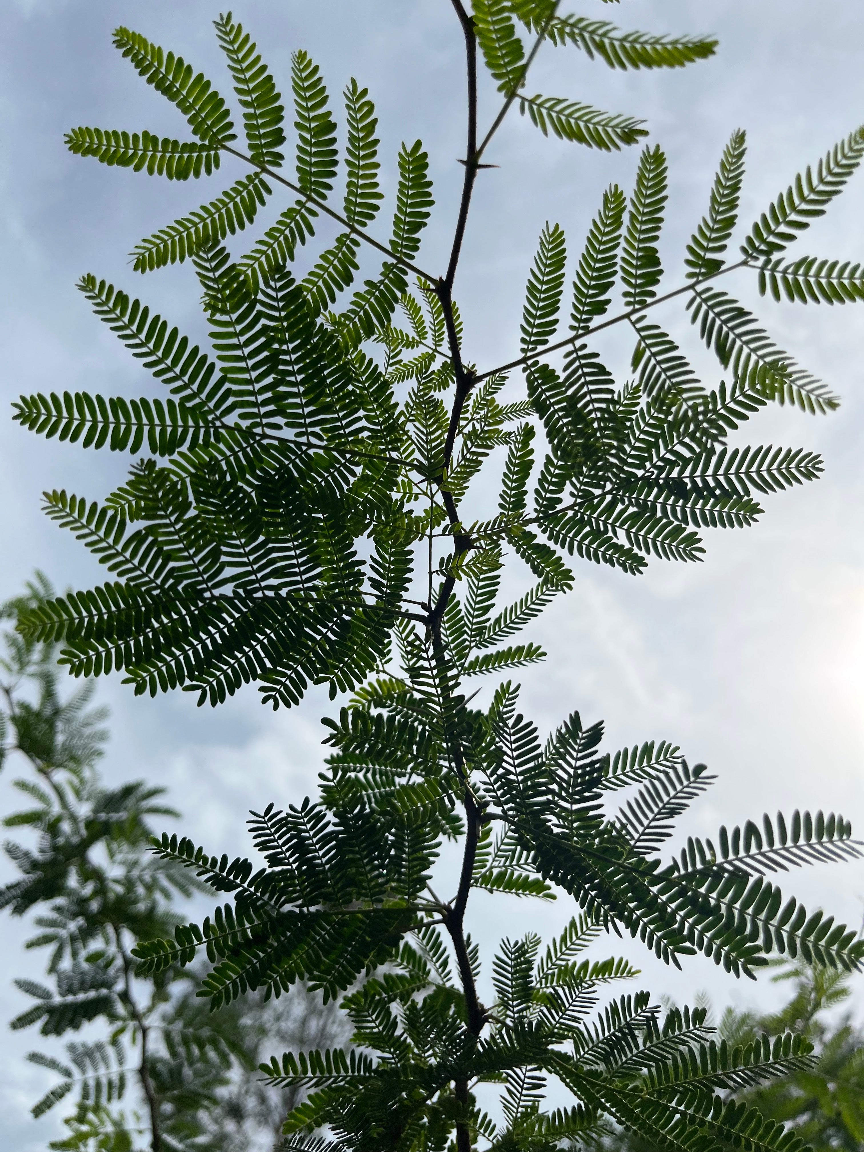 Sweet Acacia - Vachellia farnesiana