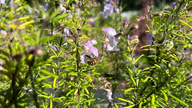 False Rosemary - Conradina grandiflora