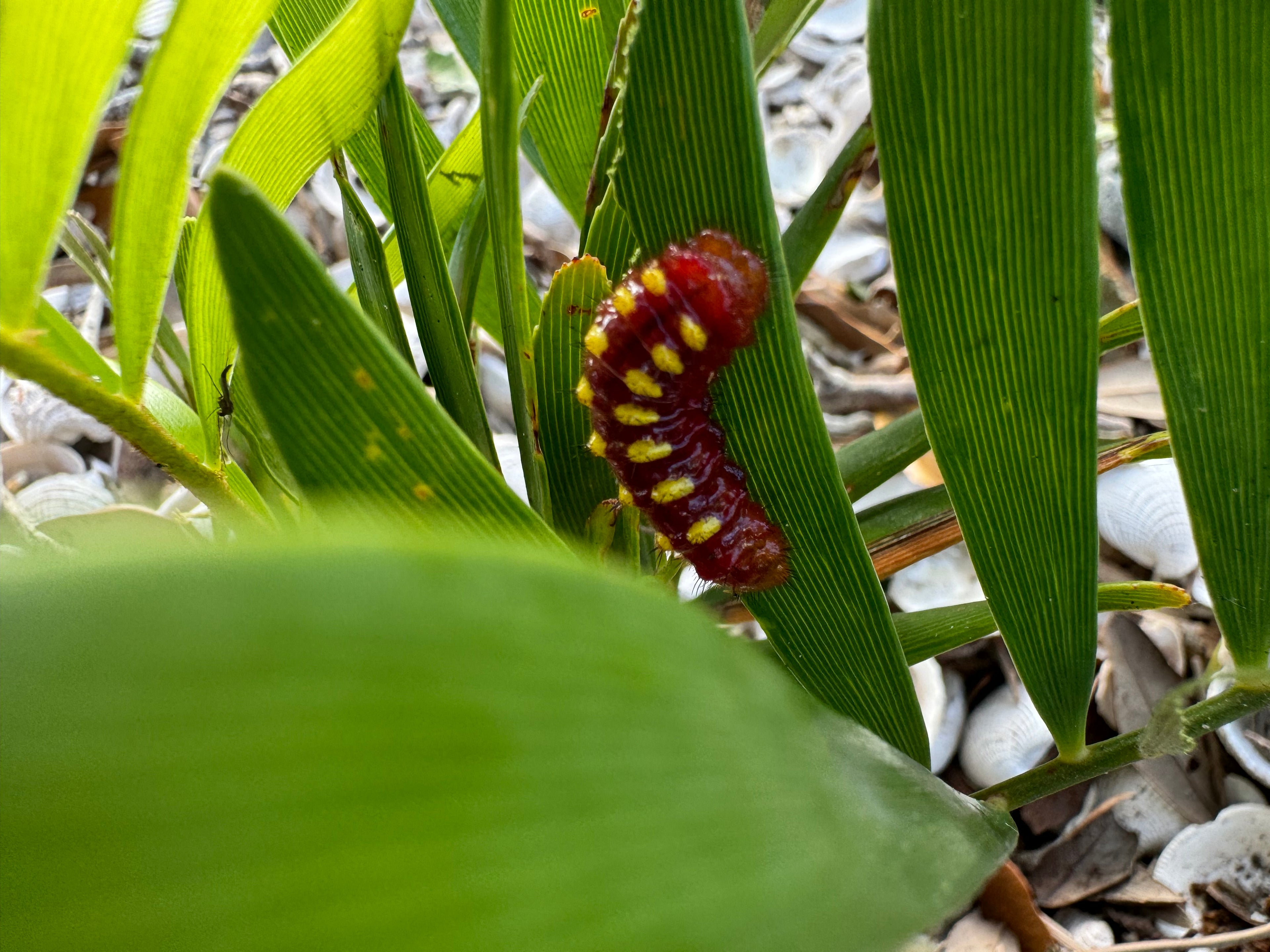 Coontie - Zamia integrifolia
