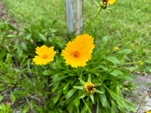 Lanceleaf Coreopsis - Coreopsis Lanceolata