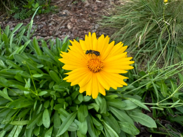 Lanceleaf Coreopsis - Coreopsis Lanceolata