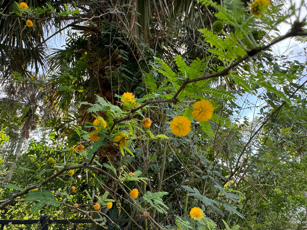 Sweet Acacia - Vachellia farnesiana