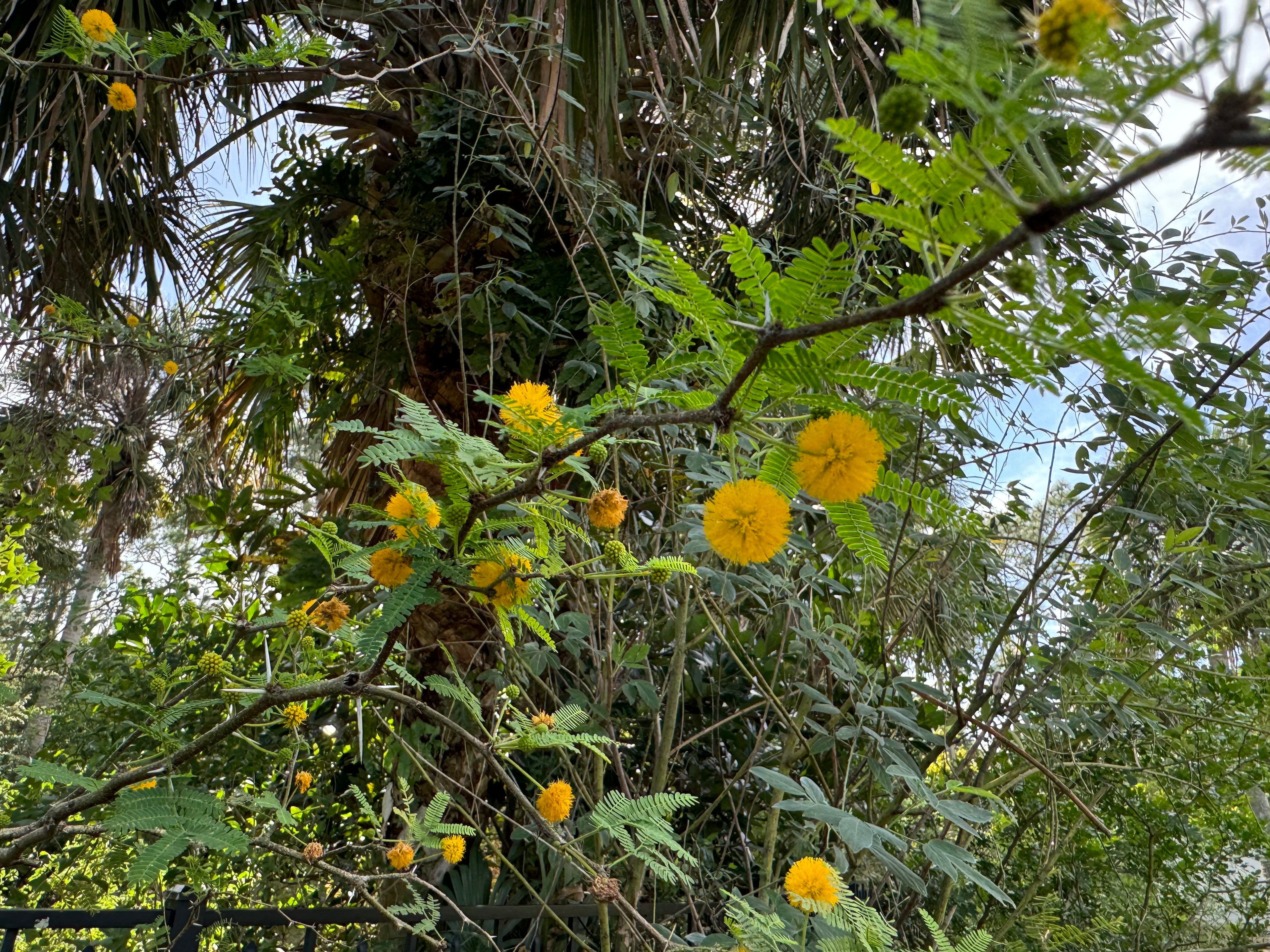 Sweet Acacia - Vachellia farnesiana