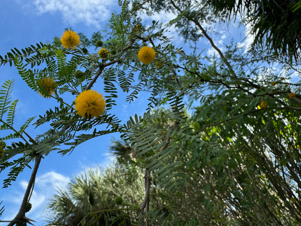 Sweet Acacia - Vachellia farnesiana