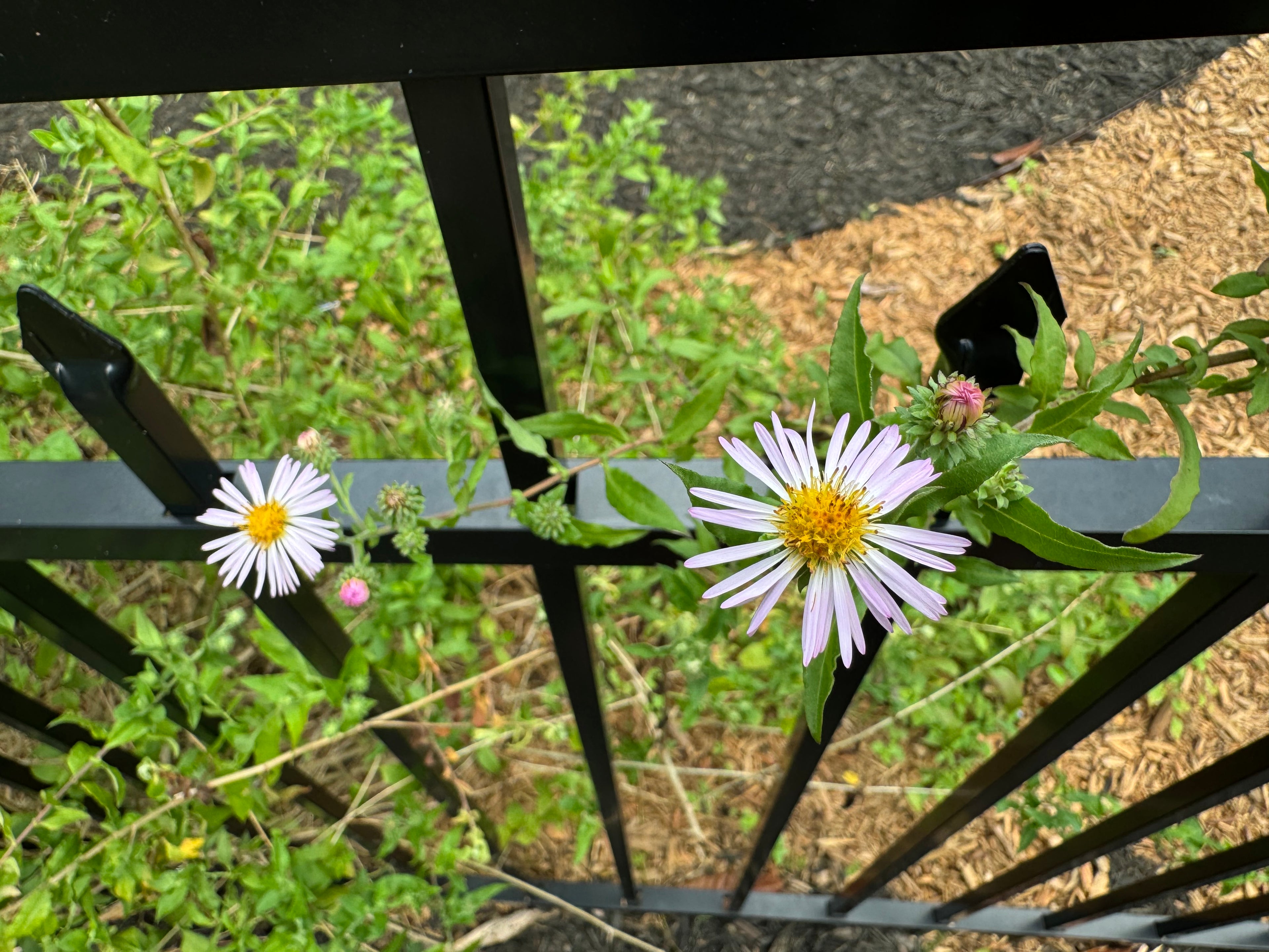 Climbing Aster - Symphyotrichum carolinianum