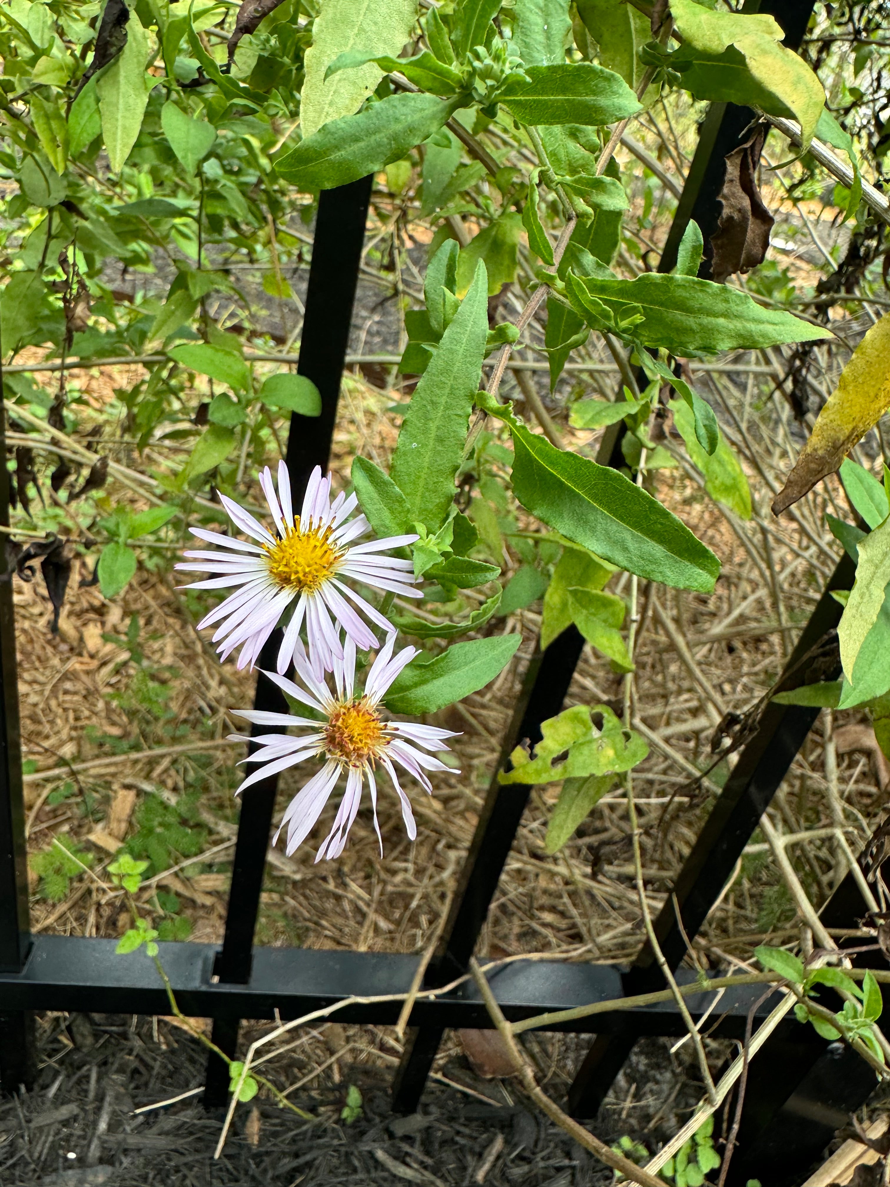 Climbing Aster - Symphyotrichum carolinianum