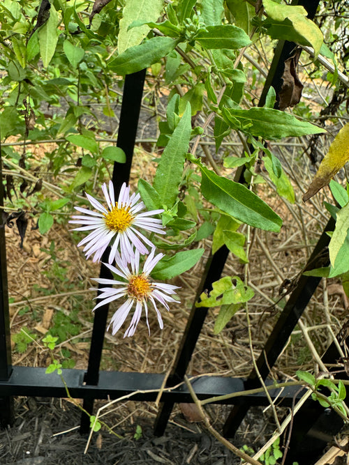 Climbing Aster - Symphyotrichum carolinianum