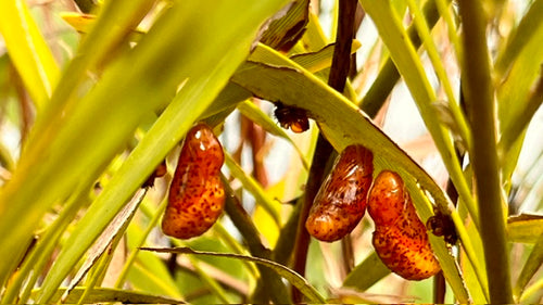 Coontie - Zamia integrifolia