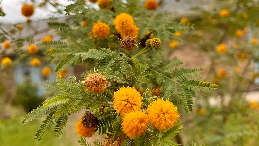 Sweet Acacia - Vachellia farnesiana