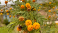 Sweet Acacia - Vachellia farnesiana
