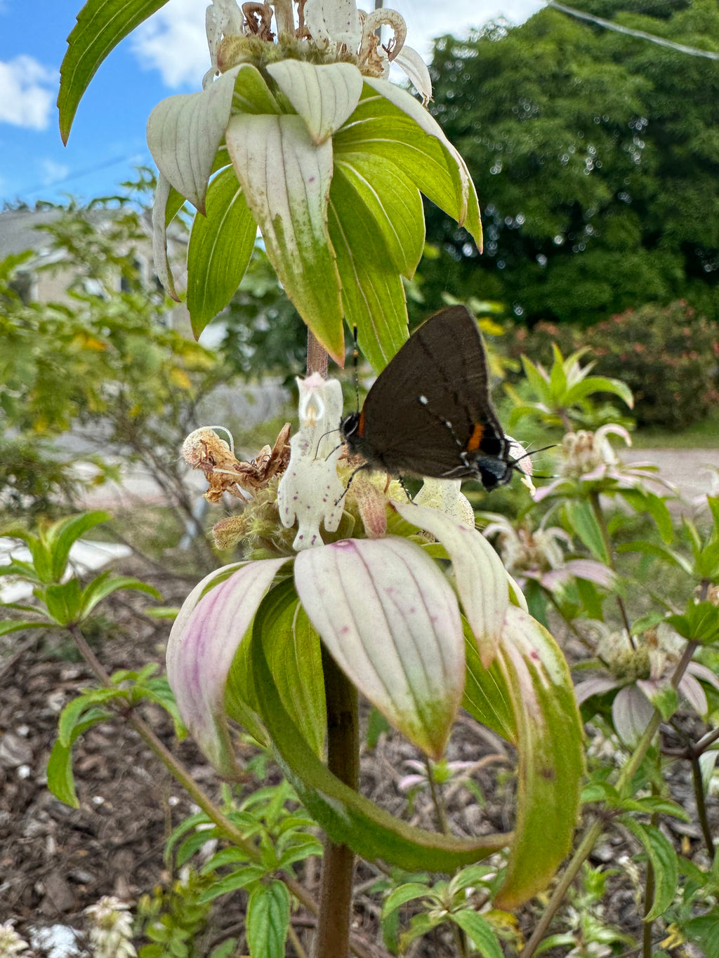 Spotted Beebalm -  Monarda punctata