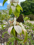 Spotted Beebalm -  Monarda punctata