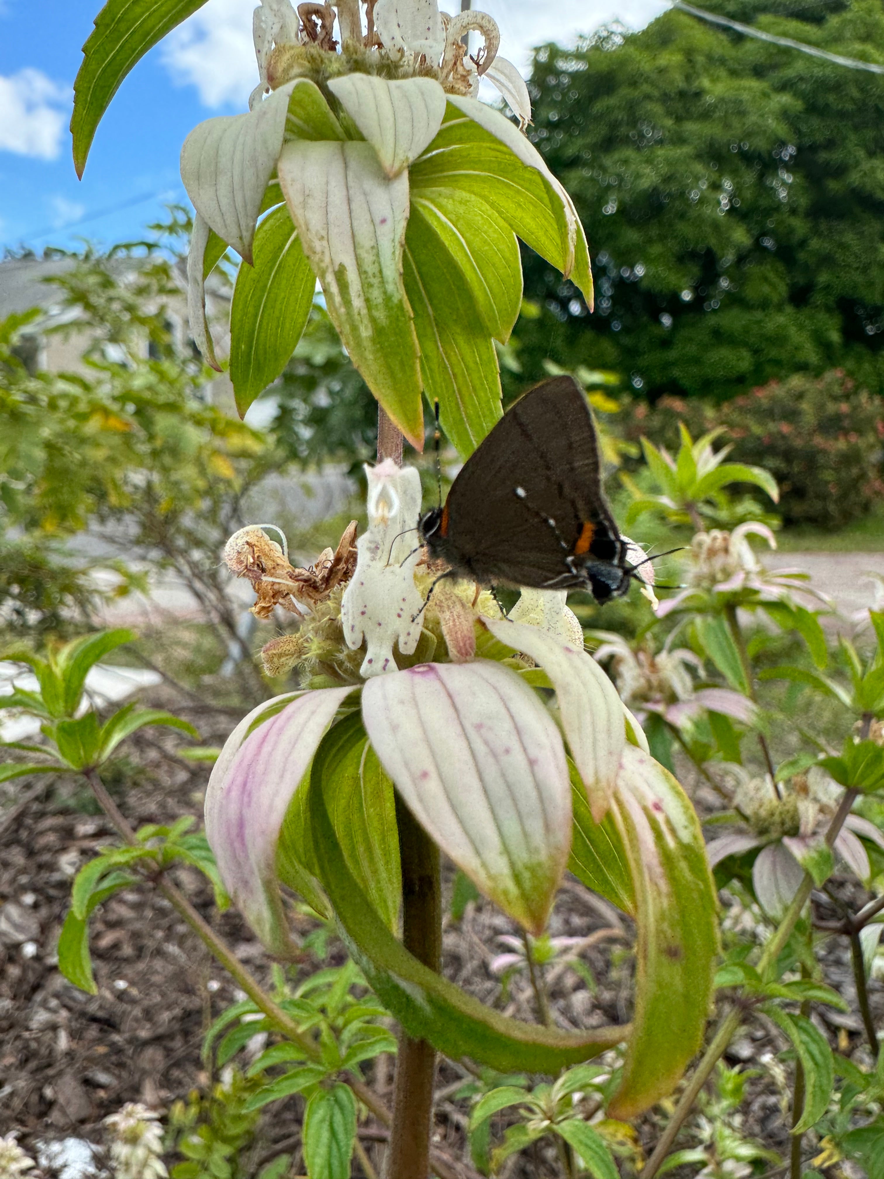 Spotted Beebalm -  Monarda punctata