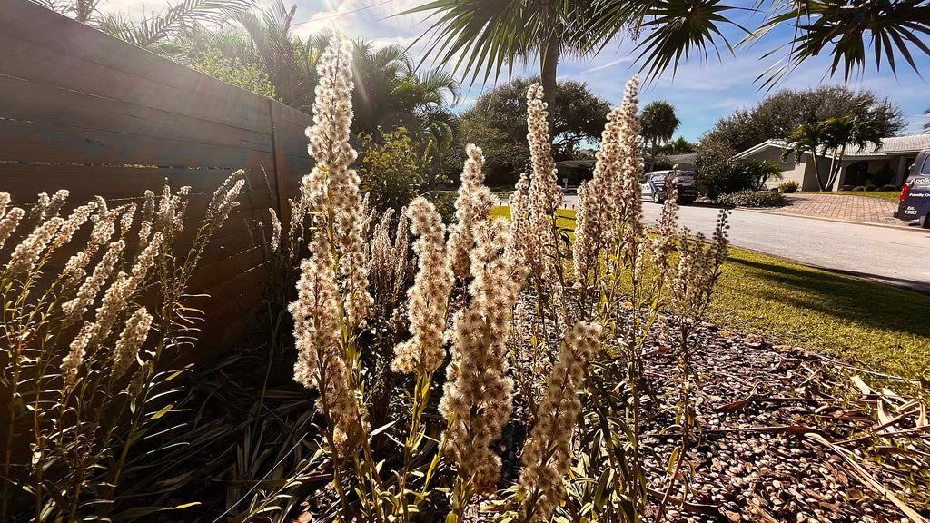 Seaside Goldenrod - Solidago sempervirens