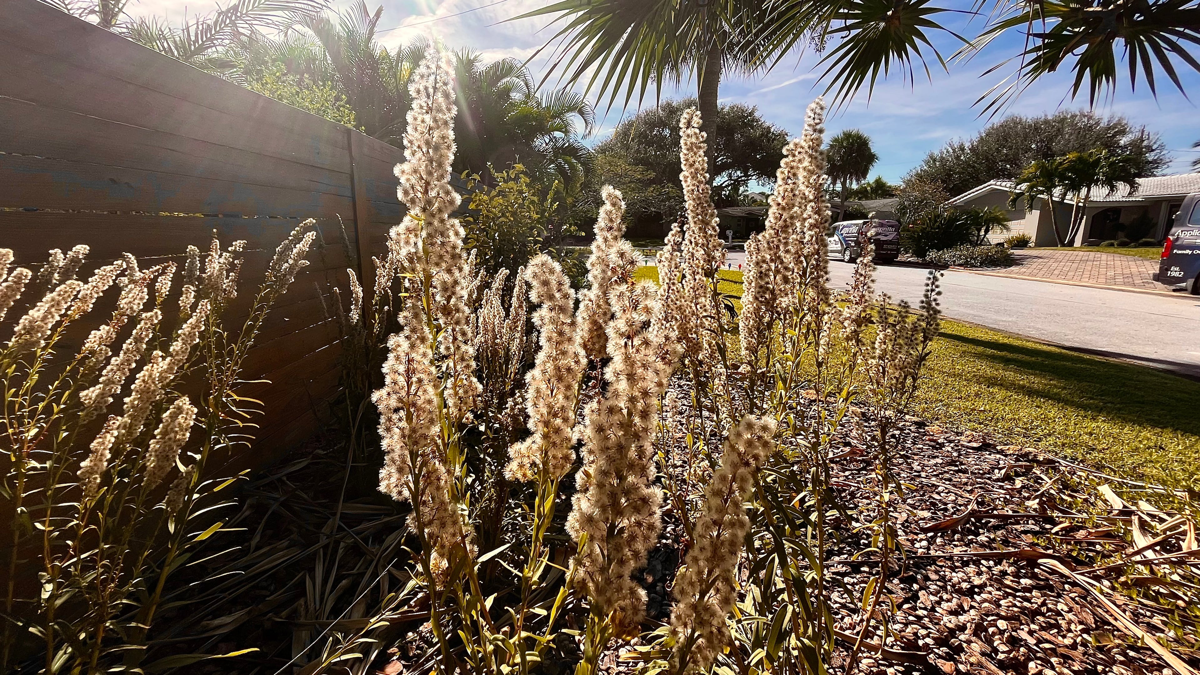 Seaside Goldenrod - Solidago sempervirens