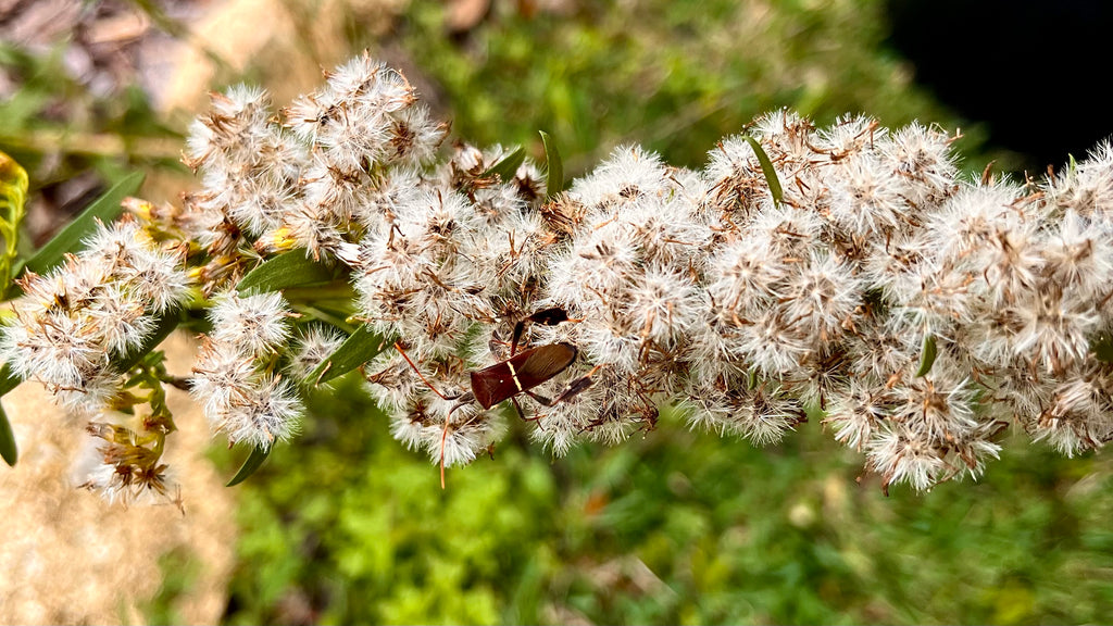 Seaside Goldenrod - Solidago sempervirens