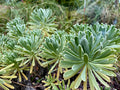 Sea Lavender - Heliotropium gnaphalodes
