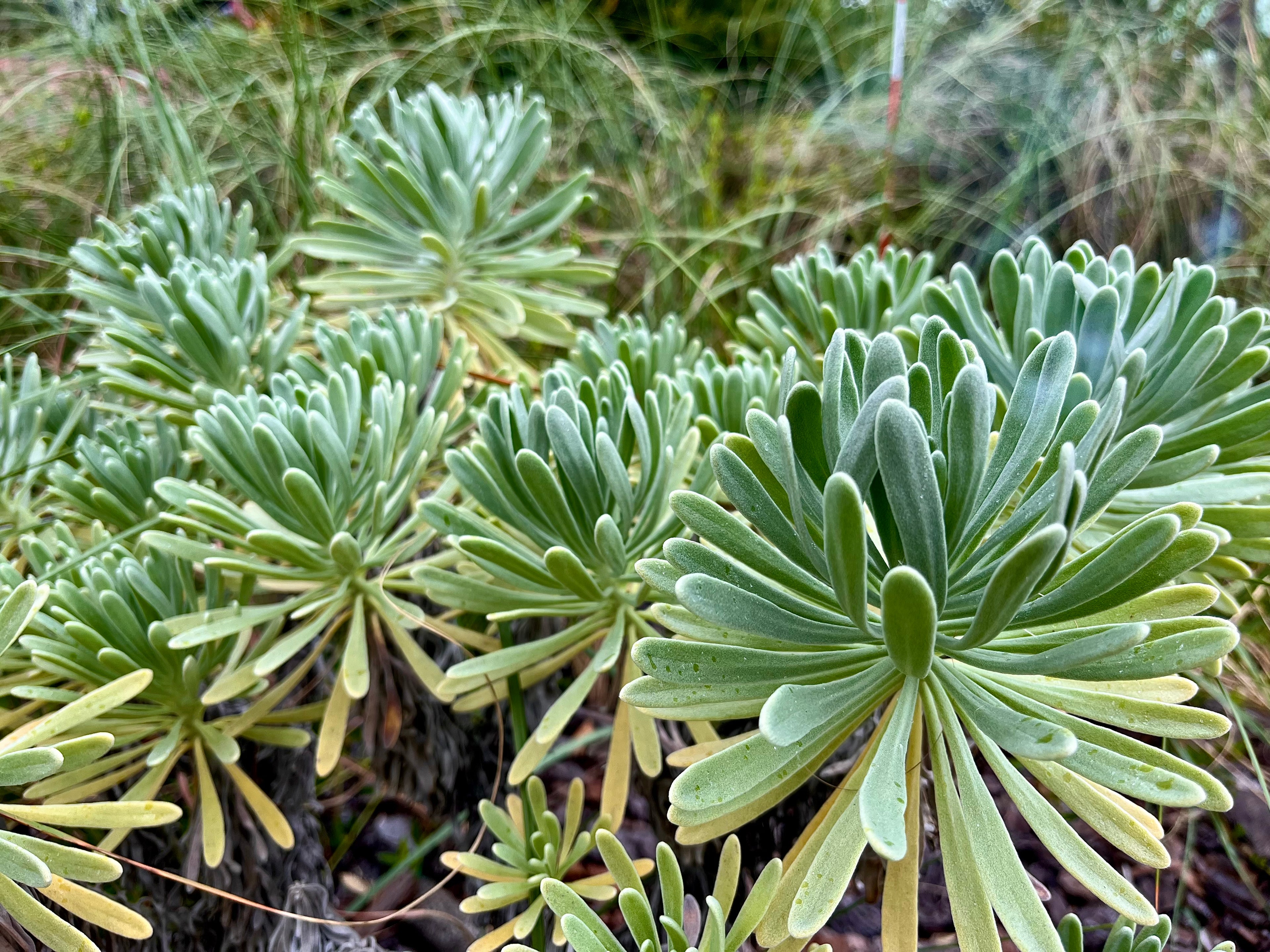 Sea Lavender - Heliotropium gnaphalodes