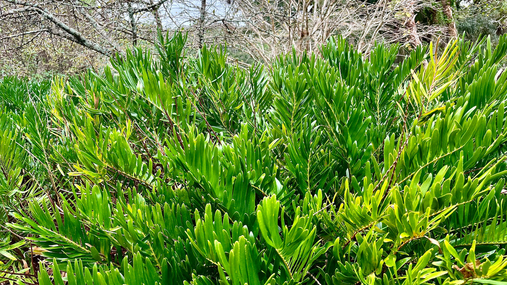 Coontie - Zamia integrifolia