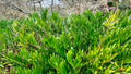 Coontie - Zamia integrifolia