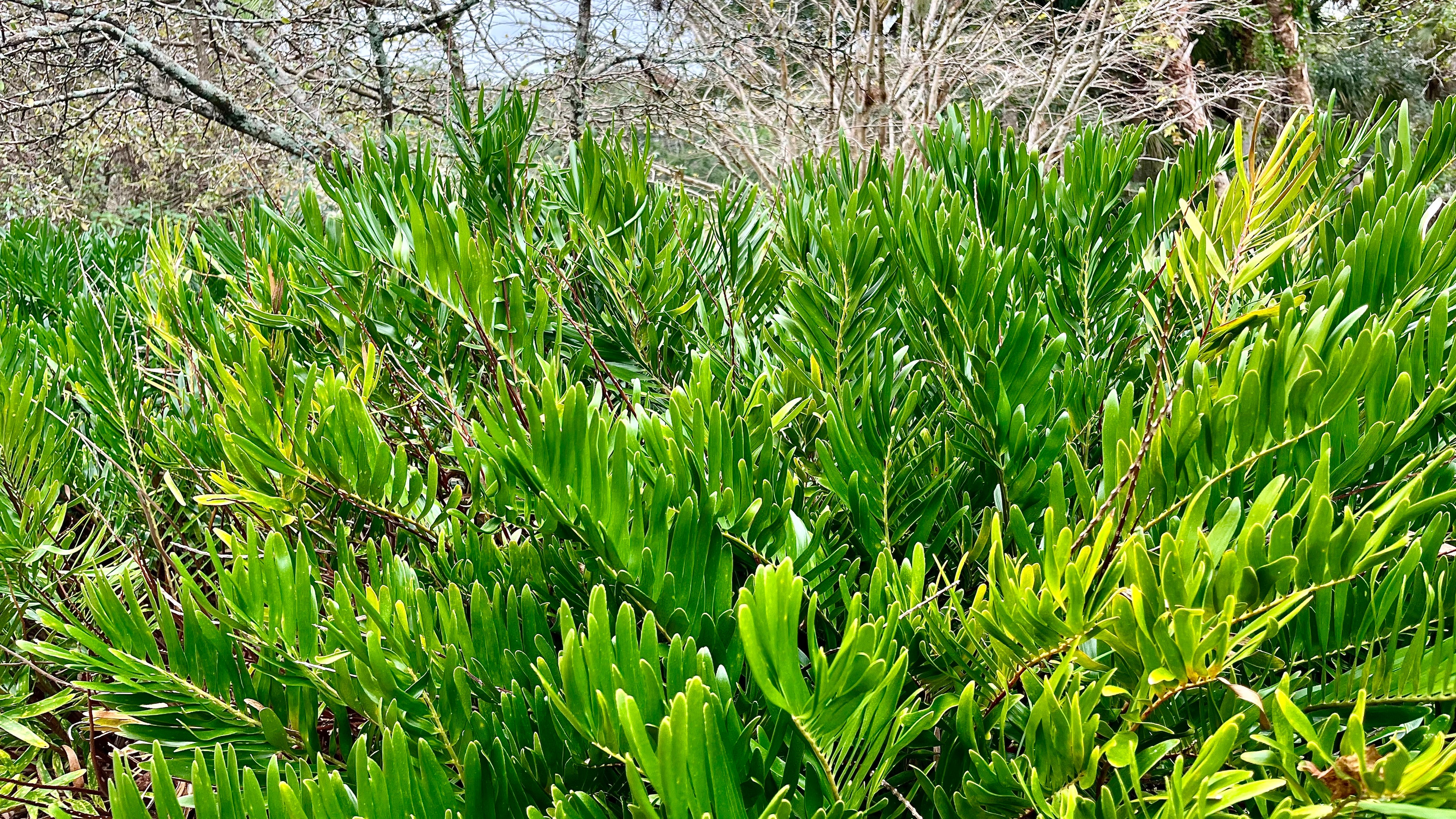 Coontie - Zamia integrifolia