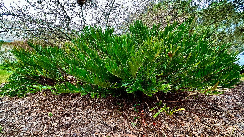 Coontie - Zamia integrifolia