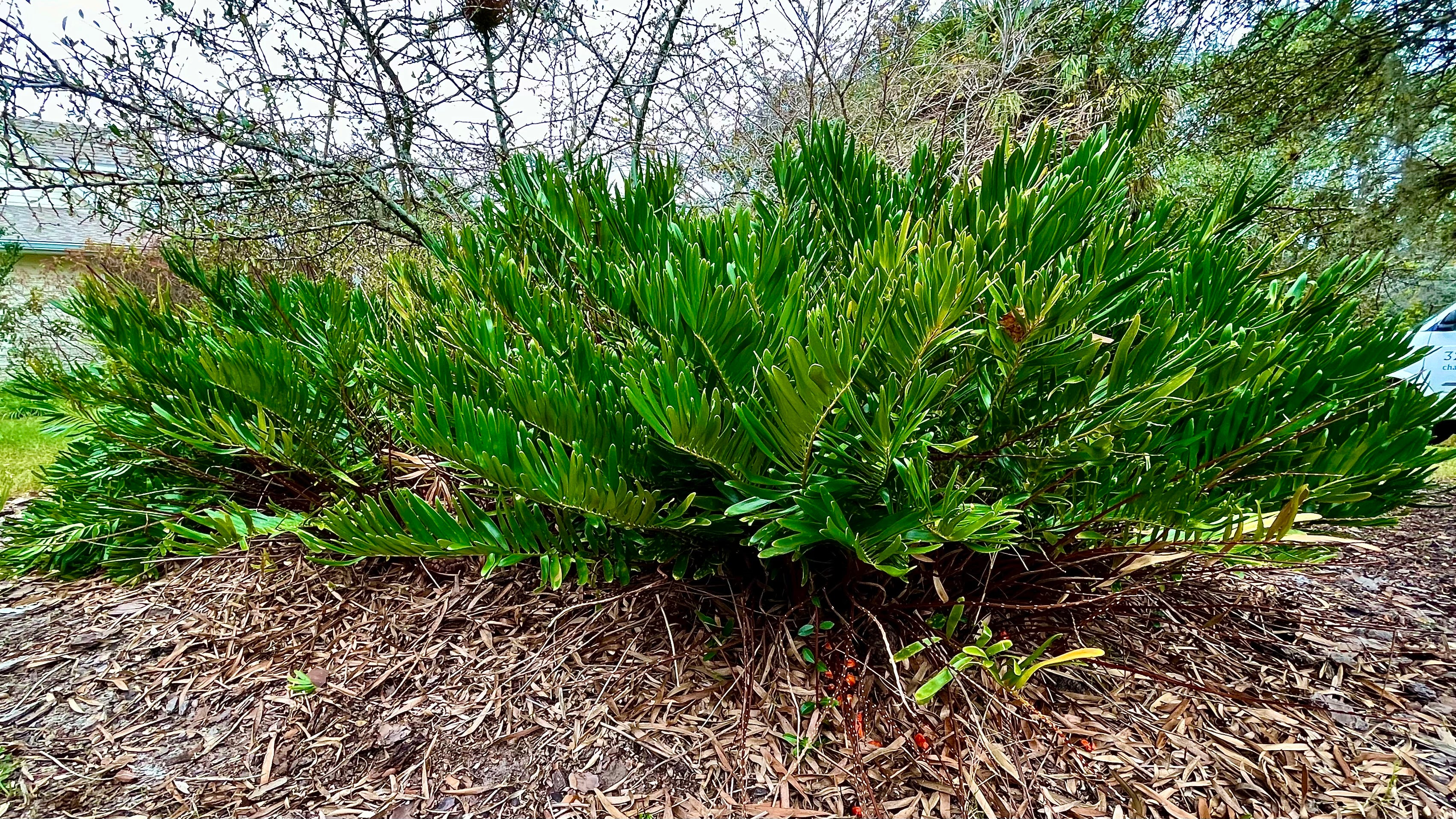 Coontie - Zamia integrifolia