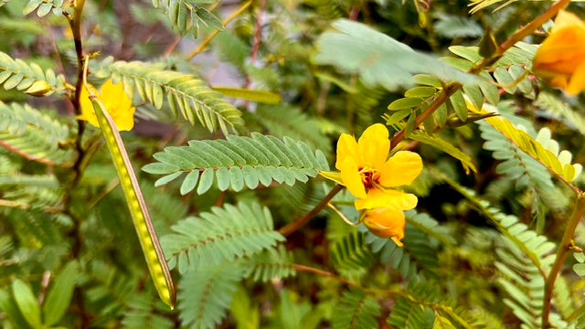 Partridge Pea - Chamaecrista fasciculata